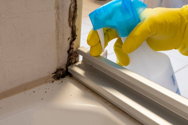 Best Mold Testing  in Bellmore, NY