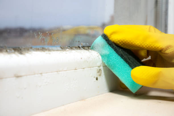 Best Black Mold Removal  in Bellmore, NY