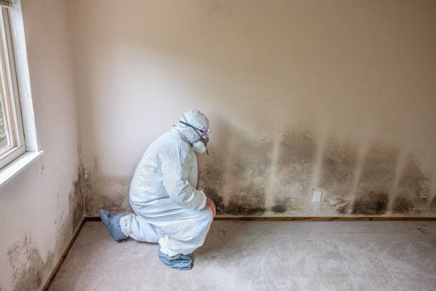 Best Residential Mold Removal  in Bellmore, NY