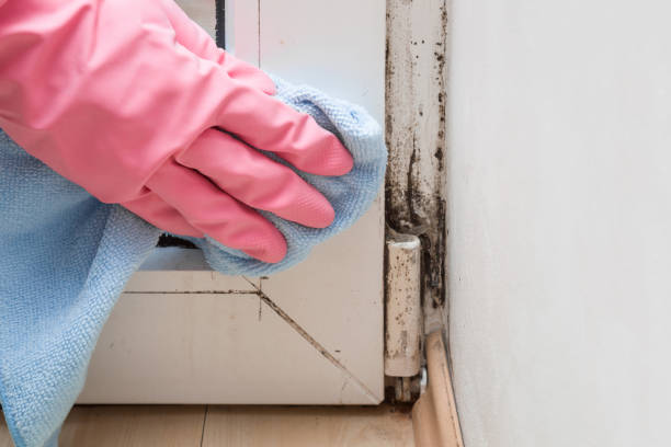 Best Residential Mold Removal  in Bellmore, NY