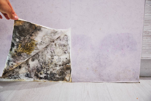 Best Attic Mold Removal  in Bellmore, NY